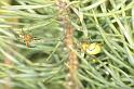 Araniella_cucurbitina_D2979_Z_88_NP De Hoge Veluwe_Nederland